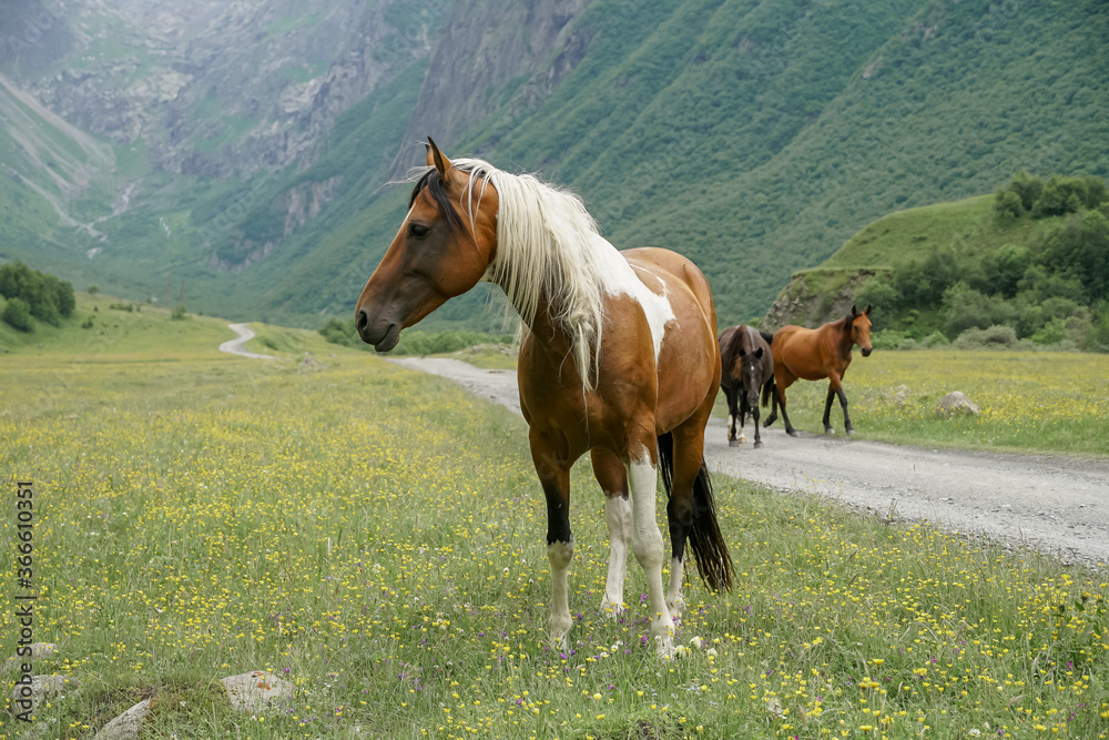 Horses walking in the mountains on a meadow on a warm summer day. Natural background. Horses closeup