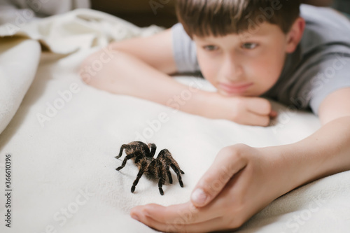 smiling child catches spider Tarantula. Caring for pet. Breeding Brachypelma albopilosum at home. Safe spider for beginners.