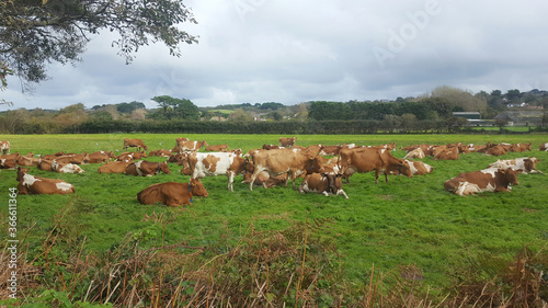 Guernsey Cows, Guernsey Channel Islands