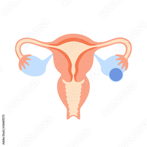 Reproductive system concept