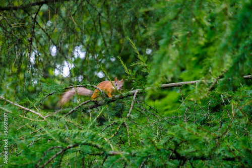 Squirrel jumping on the branches of larch with green needles. Summer day in a city park. Wildlife life in the city. Copy space. © Nekrasov