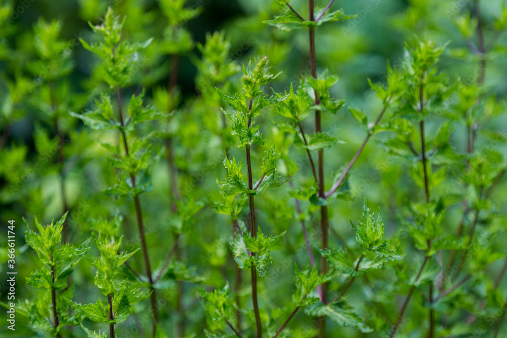 Green leafy mint background. Peppermint - grows in the garden Green leafy mint background. Peppermint - grows in the garden