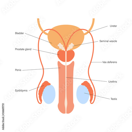 Male reproductive system