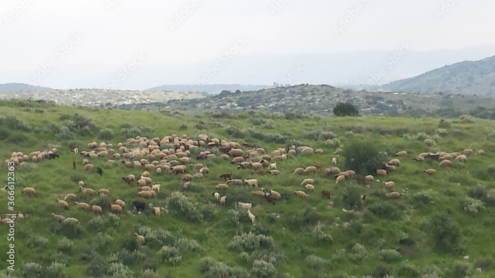 landscape with mountains and herd of sheep