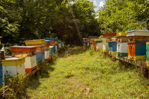 beehives in the garden painted various colors