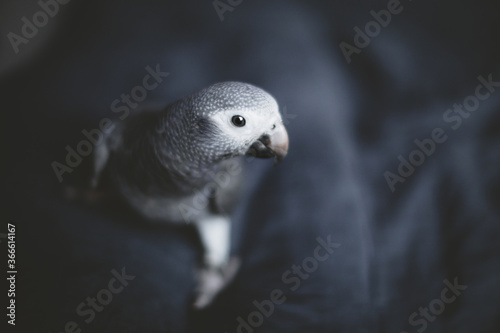 Timneh African Grey Parrot on grey background