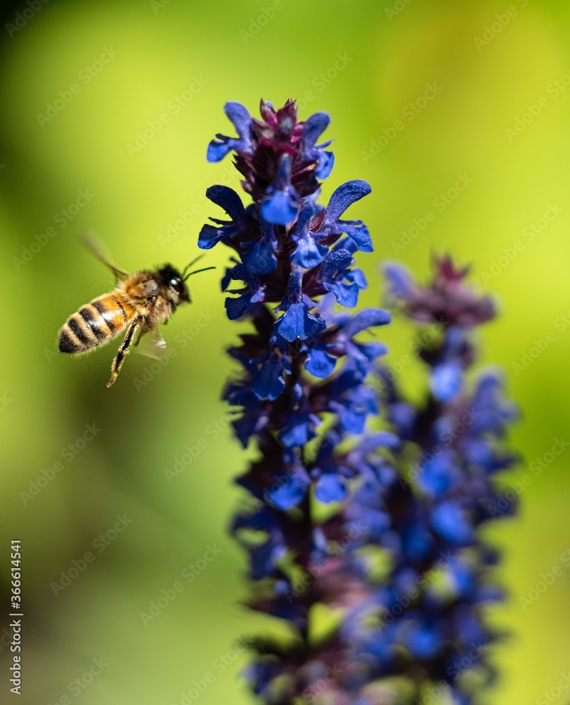 Bee Flying Towards Blue / Purple Flower Macro Bee Flying Towards Blue / Purple Flower Macro