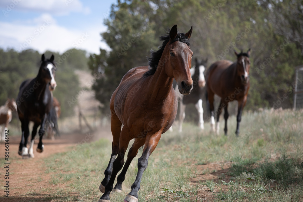 beautiful horses out to pasture