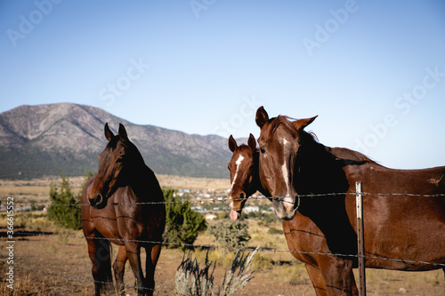 beautiful horses out to pasture