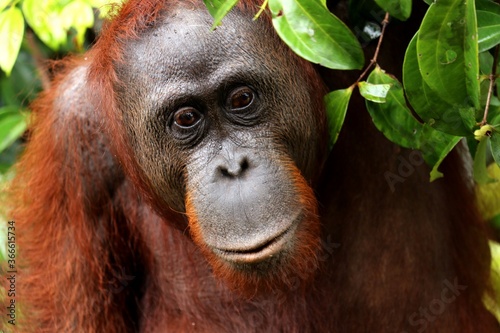 close up of young male orang utan face with some green leaves