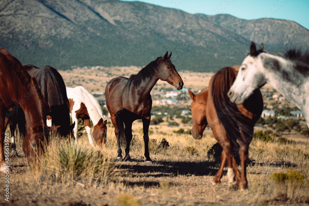 beautiful horses out to pasture beautiful horses out to pasture