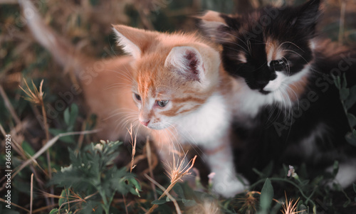 Young beautiful cats. Two adorable little kittens are sitting in the grass. A red tabby kitten and a tricolor sit next to each other in nature. © Ekaterina