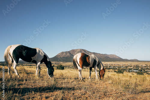 beautiful horses out to pasture