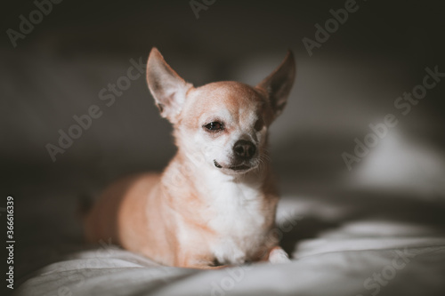 Eyeless Chihuahua dog, 12 years old on a bed © Farinoza