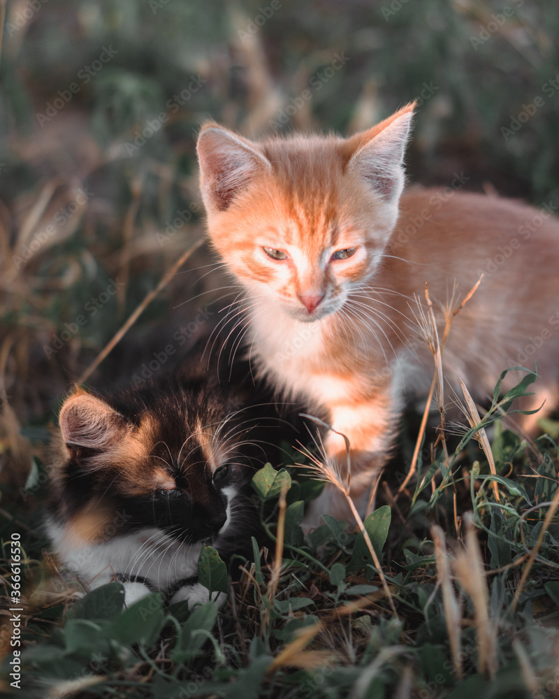 Young beautiful cats. Two adorable little kittens are sitting in the grass. A red tabby kitten and a tricolor sit next to each other in nature.