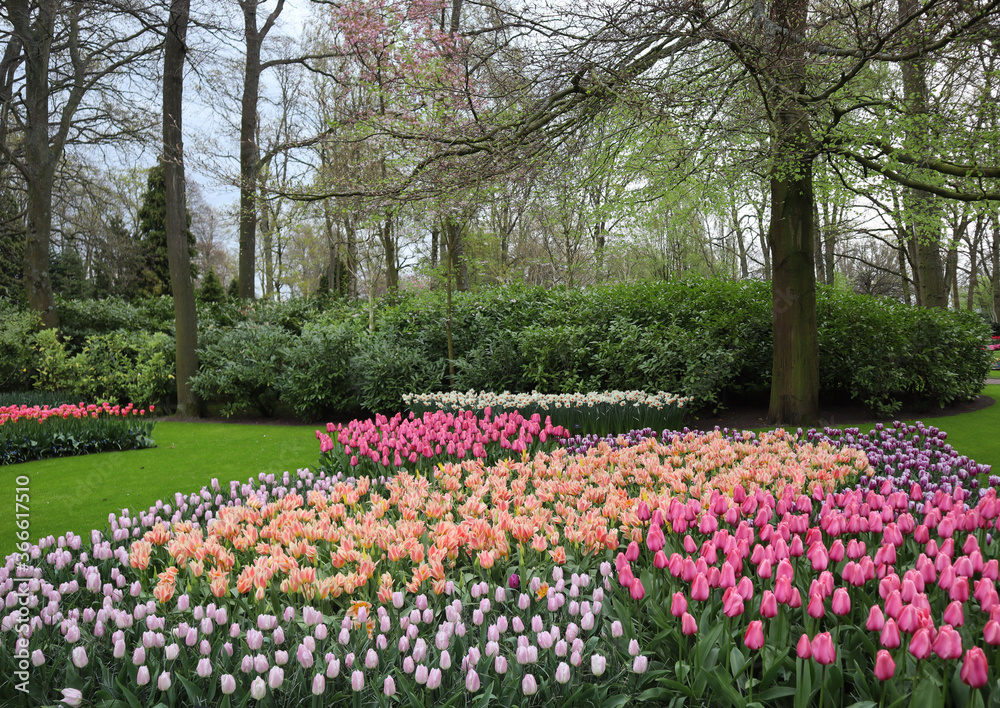 White daffodils and dark pink and light pink tulips of different varieties among green bushes and green grass on a spring day, Keukenhoff flower park, the Netherlands White daffodils and dark pink and light pink tulips of different varieties among green bushes and green grass on a spring day, Keukenhoff flower park, the Netherlands