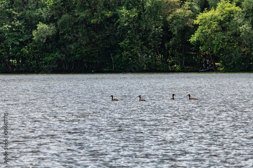 Grèbe huppé au lac des Vieilles Forges © interludephoto