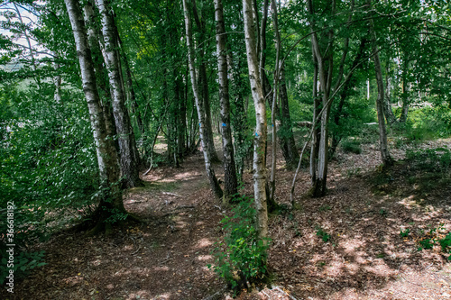 Foret au lac des Vieilles Forges