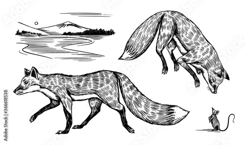 Wild red fox set. Forest ginger animal flying and jumping. Vector Engraved hand drawn Vintage sketch for label or poster.