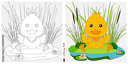 Black-and-white and color images for a color book. Contour drawing with children's themes. A duckling is sitting on a pond among reeds and sedges. For color books, children's prints, postcards.