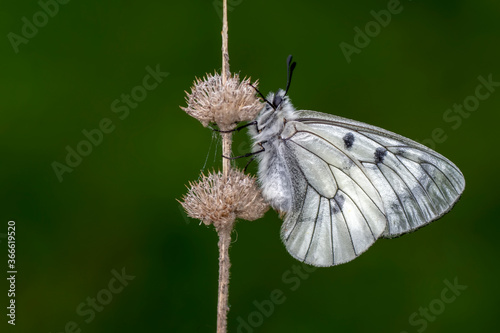 Canvas Print Macro shots, Beautiful nature scene