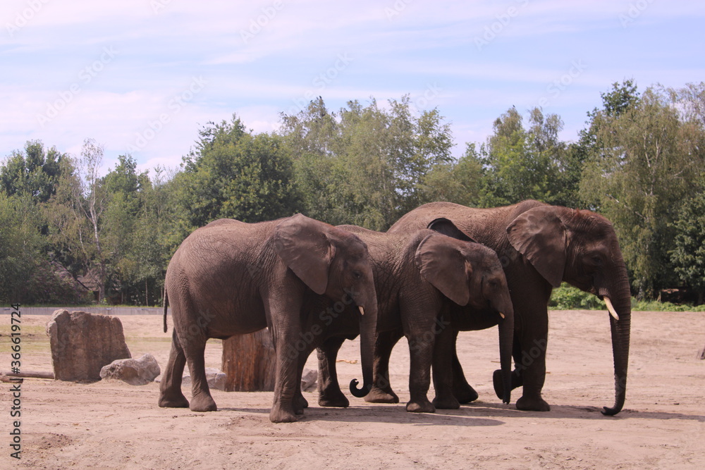 Obraz premium African elephant brothers 