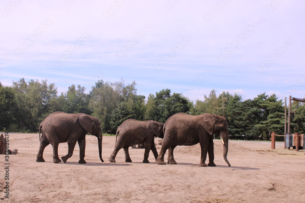young african elephants in the savannah