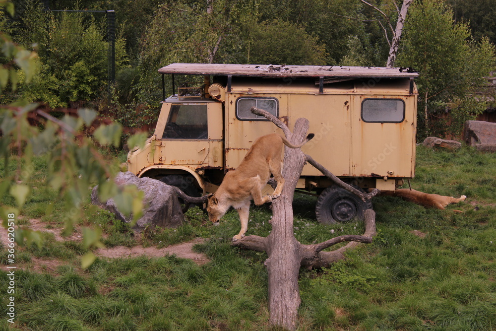 Lioness with old truck in Africa