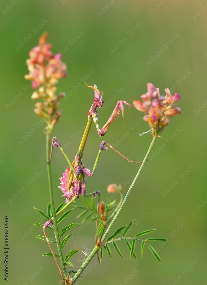 Close up of pair of Beautiful European mantis ( Mantis religiosa ) Close up of pair of Beautiful European mantis ( Mantis religiosa )