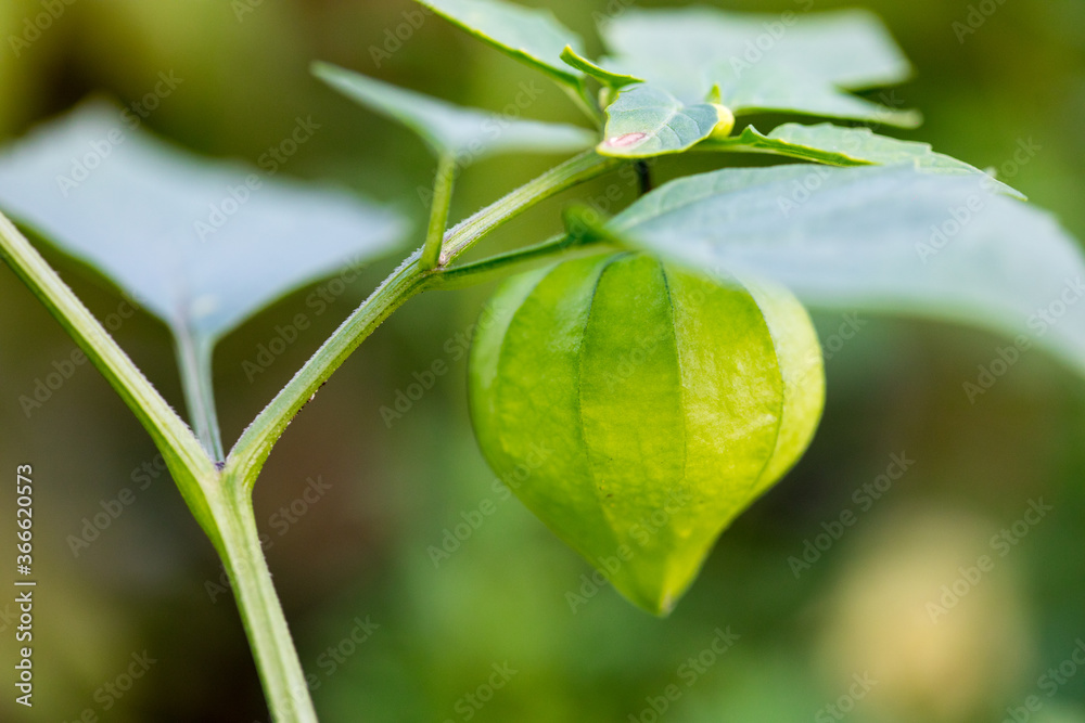 Physalis green fruits grow on a branch in the garden. Plant of the Solanaceae family. Harvesting. Countryside concept. Physalis green fruits grow on a branch in the garden. Plant of the Solanaceae family. Harvesting. Countryside concept.