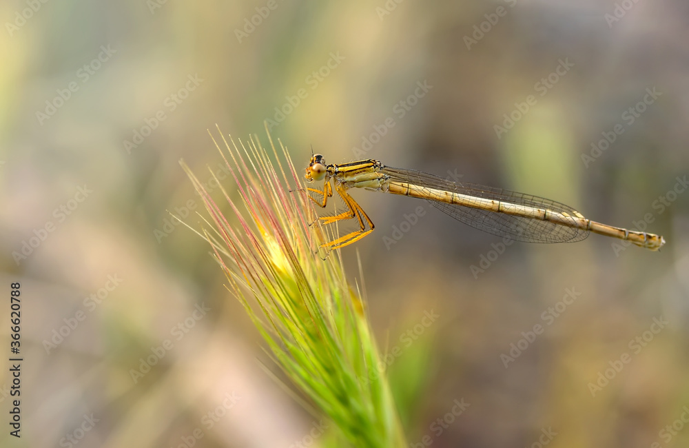 Fototapeta premium Macro shots, Beautiful nature scene damselfly. 