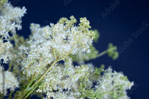 Meadowsweet. Aromatic white flower with sweet taste and flavour. Powerful natural healer in folk medicine. photo