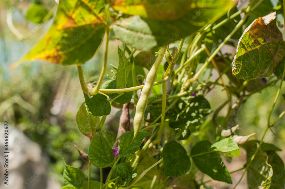 green bean pod in the garden, green bean pod in the garden,