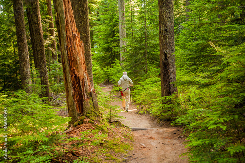 A hiker on a trail in Ranier National Park, Washington.