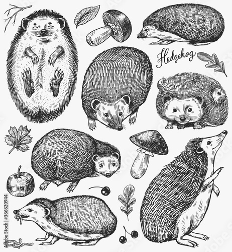 Hedgehog set. Spiny forest animal. Vector Engraved hand drawn Vintage sketch for label or poster.