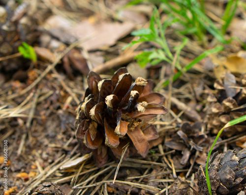 Fallen pine cone at the ground. Nature forest background. 