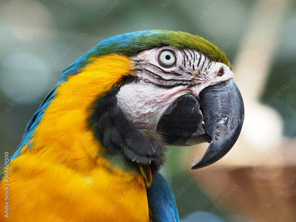 Fototapeta premium A close-up portrait of a colorful macaw parrot