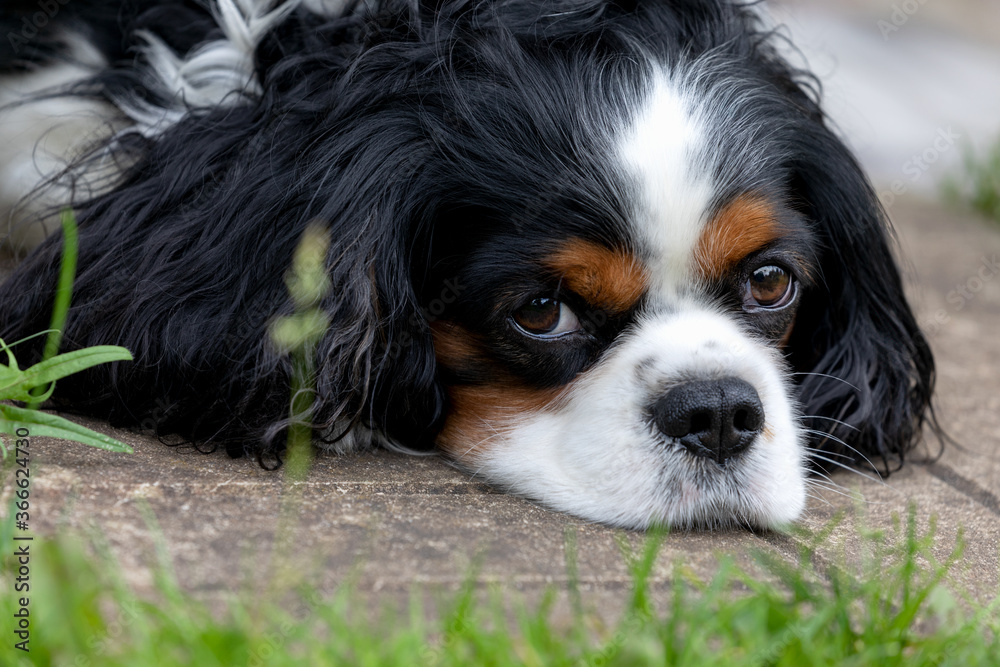 Dog breed cavalier king Charles Spaniel portrait outdoors Dog breed cavalier king Charles Spaniel portrait outdoors