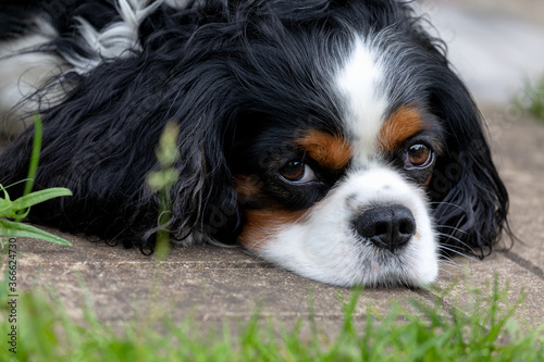 Dog breed cavalier king Charles Spaniel portrait outdoors