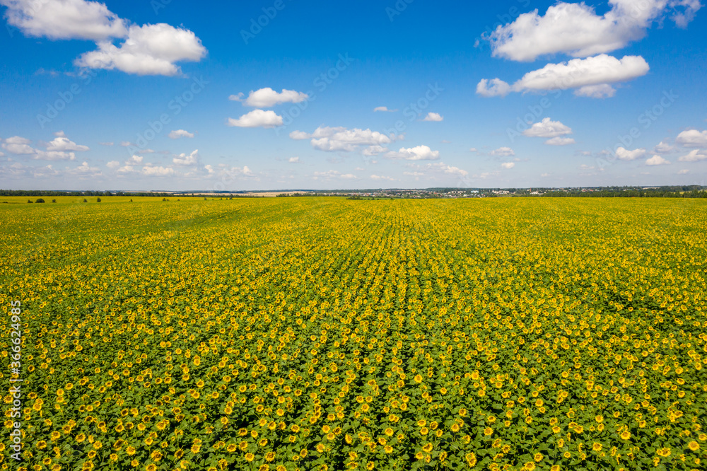 top view of a field of flowering sunflowers top view of a field of flowering sunflowers