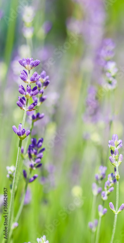 Soft focus on beautiful lavender flowers in summer garden