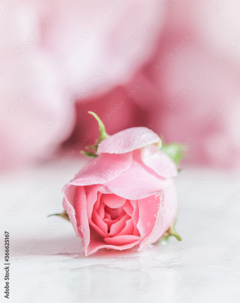 Beautiful pink rose with water drops on white marble. Can be used as background. Soft focus. Romantic style