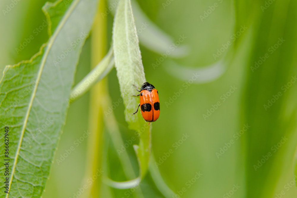 ants sack beetle sit on leaf of weeping willow tree ants sack beetle sit on leaf of weeping willow tree