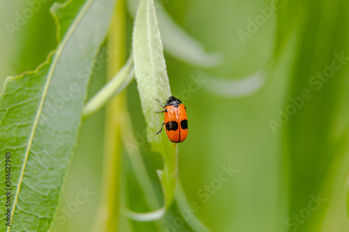 ants sack beetle sit on leaf of weeping willow tree © Shotmedia