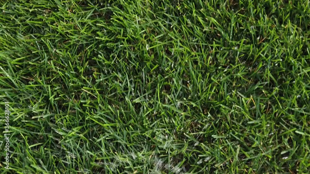 Smart garden system. Automatic Garden Lawn sprinkler is watering grass, slow motion.