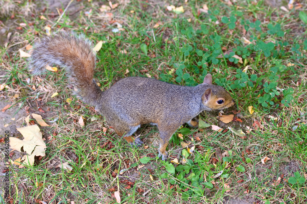 Squirrel walking across grass looking for food Squirrel walking across grass looking for food