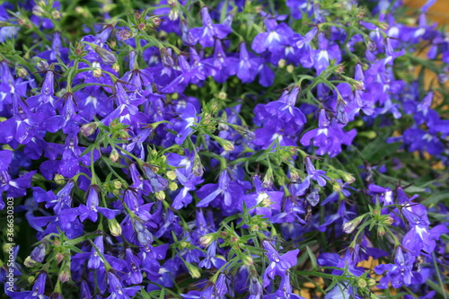 Purple Blue Flowers in Helsinki  Finland 