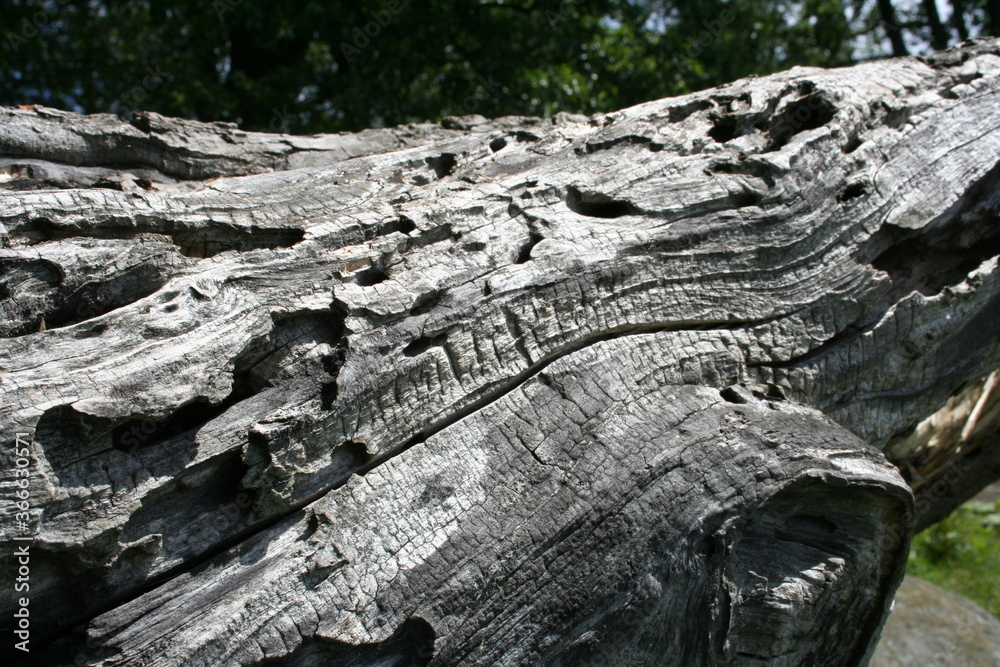 Fototapeta premium Old tree, Old Snag in a Helsinki Park, Finland 