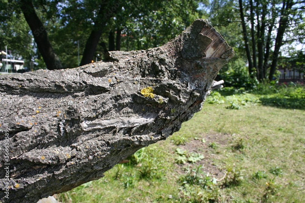 Old tree, Old Snag in a Helsinki Park, Finland 