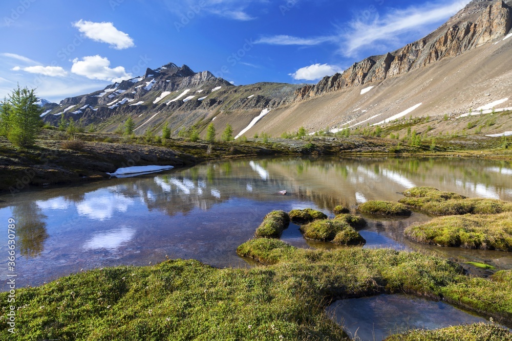 Beautiful Alpine Lake in green Meadow and Summertime Canadian Rocky Mountain Landscape in Banff National Park, Alberta